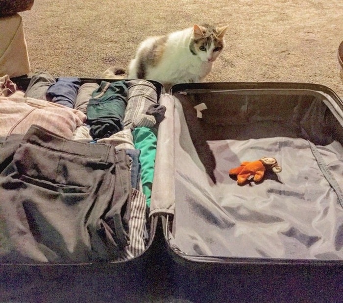 25 animais que contam uma história completa sem dizer uma palavra 9 Eu tinha tirado ela da mala uma dúzia de vezes, expliquei que não posso levar ela na viagem comigo. Desta vez, ela decidiu por um pequeno lembrete de si mesmo.