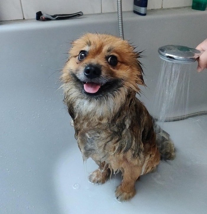 Ele adora tomar banho e, às vezes, acho que está propositalmente tentando se sujar durante nossas caminhadas.