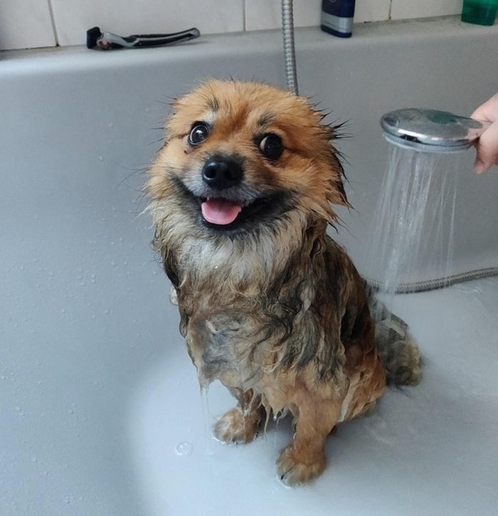25 animais que contam uma história completa sem dizer uma palavra 12 Ele adora tomar banho e, às vezes, acho que está propositalmente tentando se sujar durante nossas caminhadas.