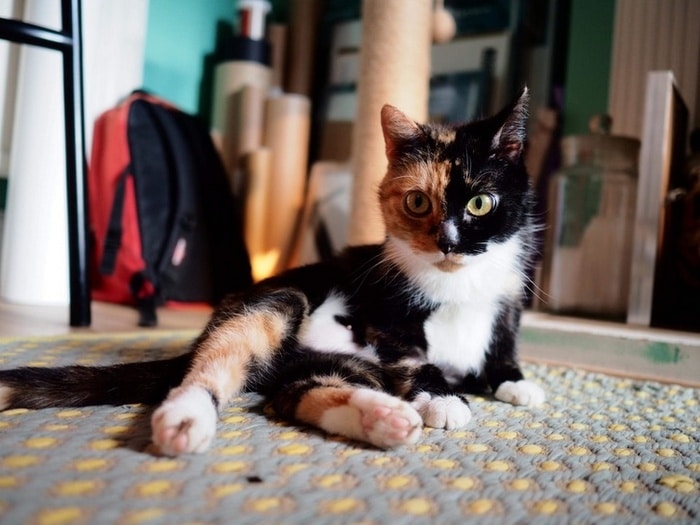 25 animais que contam uma história completa sem dizer uma palavra 14 Eu sou o gato mais lindo do mundo