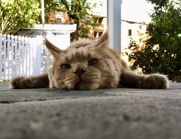 25 animais que contam uma história completa sem dizer uma palavra 19 O verão é uma época difícil para os gatinhos.