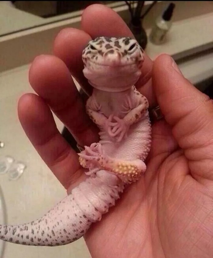 25 animais que contam uma história completa sem dizer uma palavra 20 Cara, eu tenho um novo plano para dominar o mundo!