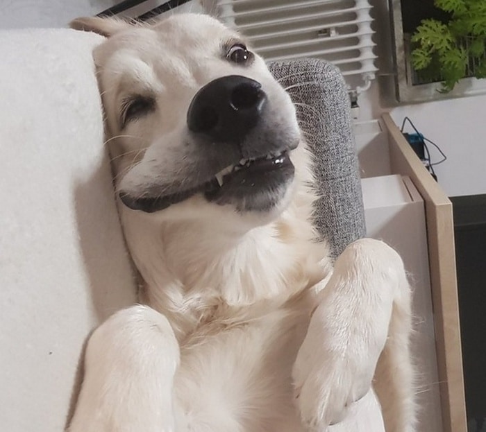 25 animais que contam uma história completa sem dizer uma palavra 21 Um cão sorridente feliz e descontraído!