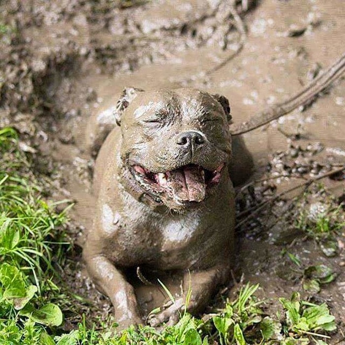 25 animais que contam uma história completa sem dizer uma palavra 23 Sem arrependimentos!
