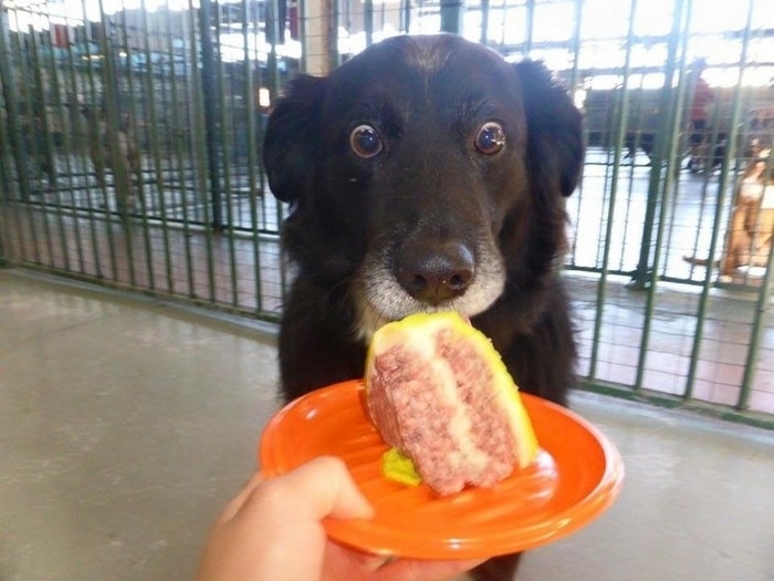 25 animais que contam uma história completa sem dizer uma palavra 24 Um pouco antes da felicidade total.