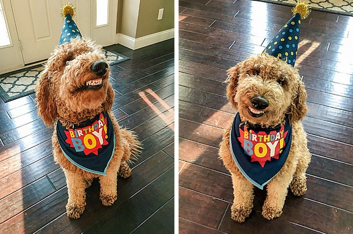 25 animais que contam uma história completa sem dizer uma palavra 25 Aniversários são um ótimo motivo para sorrir!