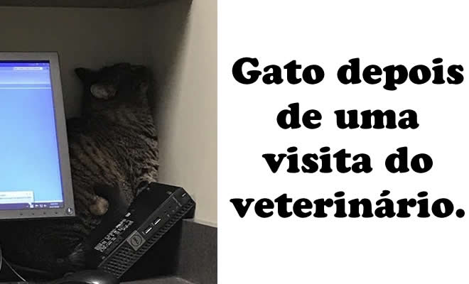 25 animais que contam uma história completa sem dizer uma palavra