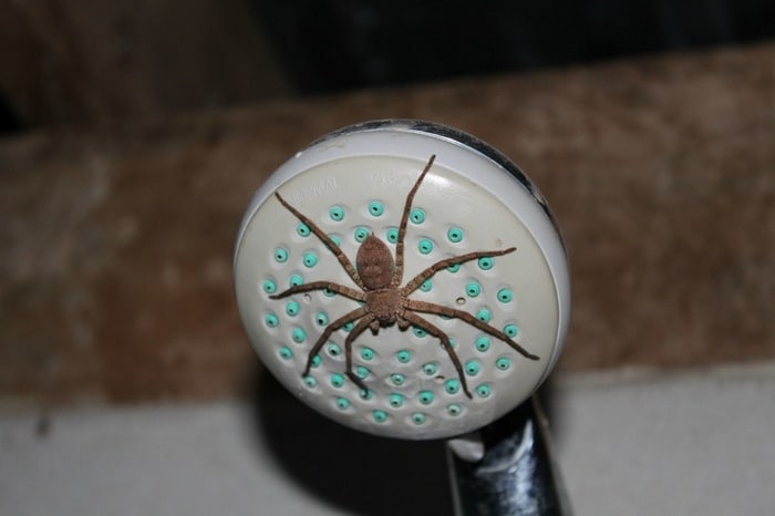 Hoje, acho que vou pular o meu banho