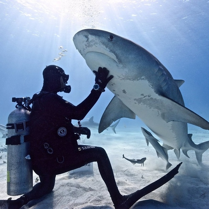 Poucas pessoas concordariam em acariciar um tubarão