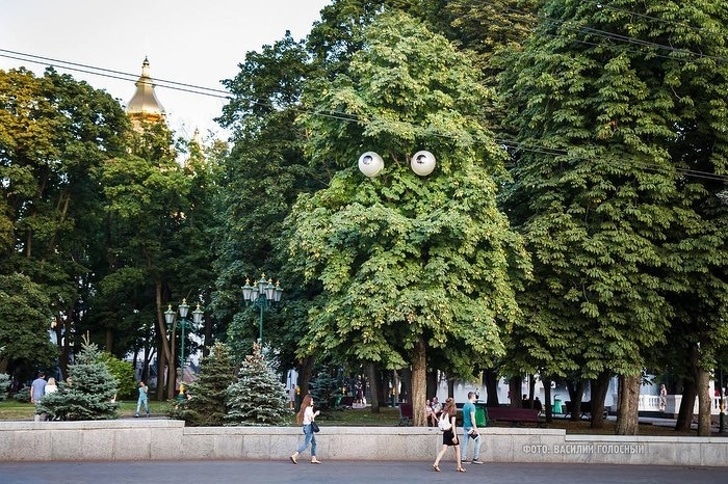 Esta luz da rua parece com os olhos da árvore