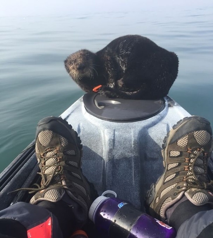 Eu estava saindo no meu paddleboard quando esse cara decidiu que precisava de um descanso