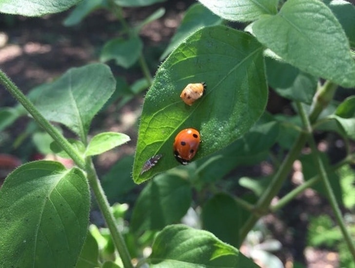 Os 3 estágios da vida de uma joaninha