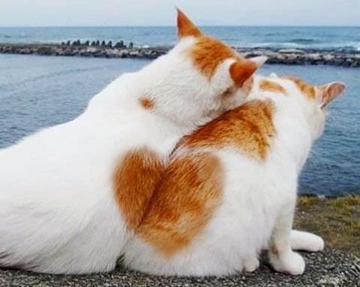 Isto é amor verdadeiro