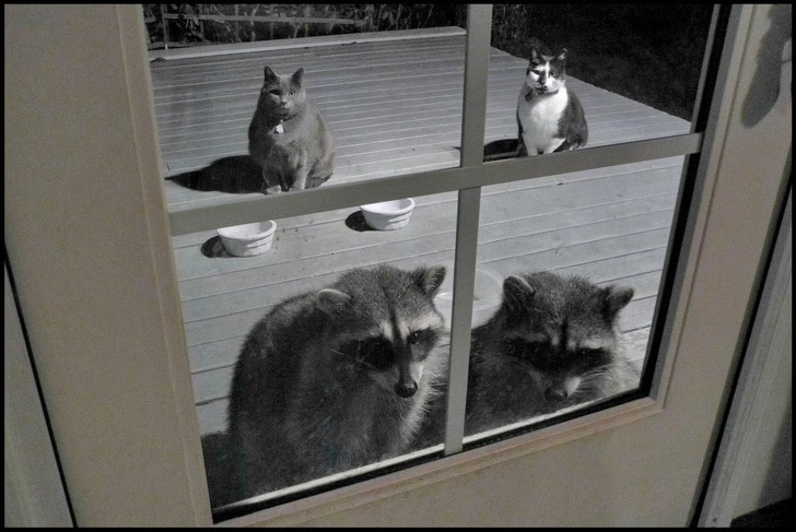 Meus gatos tem amigos novos