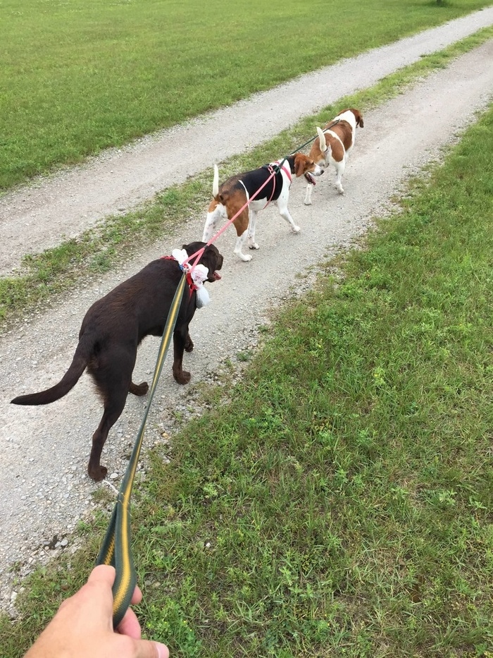 Andar com cães nunca foi tão fácil