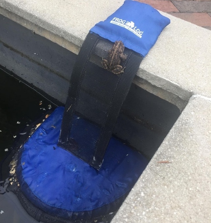 Frog Log - os sapos não ficarão presos nas fontes