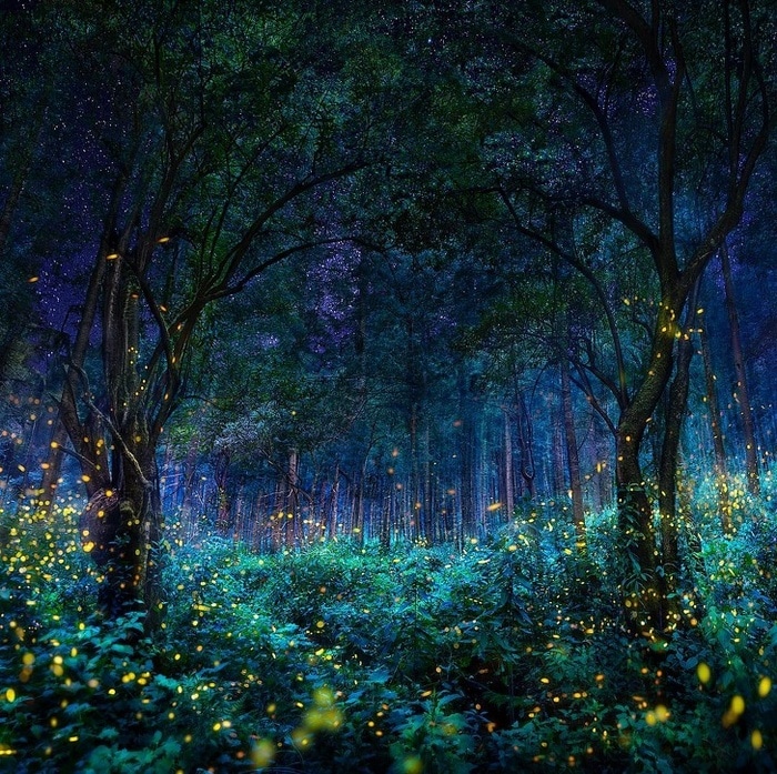 Firefly santuário em Nanacamilpa, Tlaxcala, México.