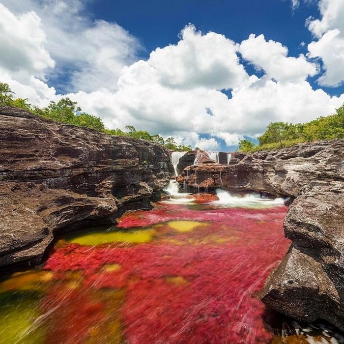 O colorido rio chamado Cano Cristales na Colômbia muda sua cor graças a uma planta chamada macarenia clavigera
