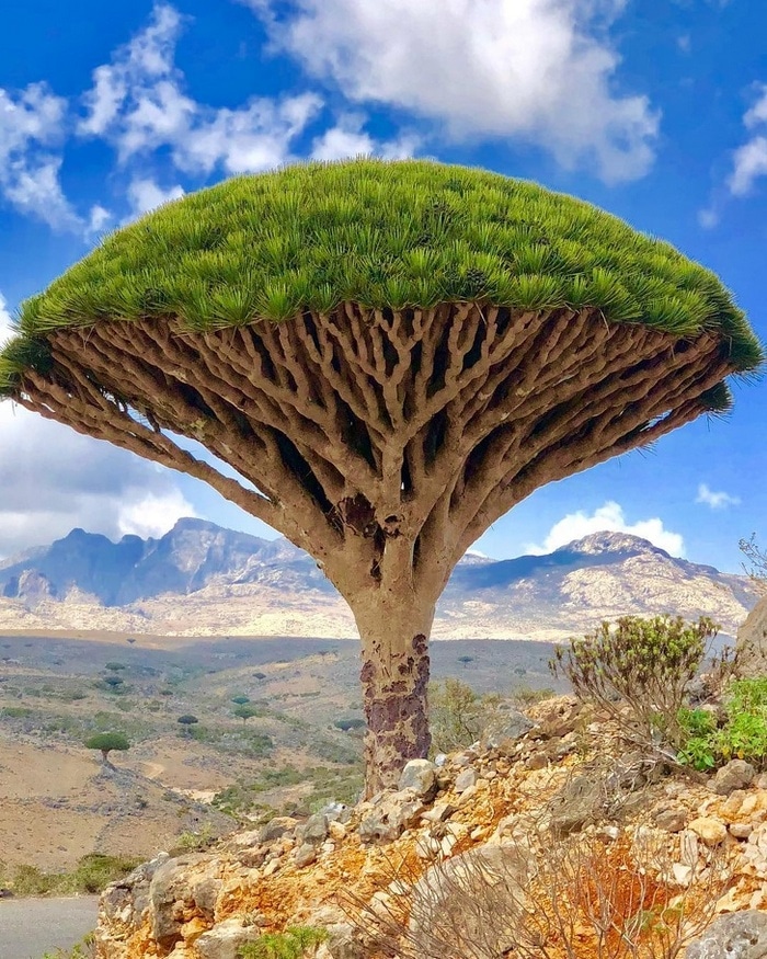 A ilha de Socotra no Iêmen é famosa por suas surreais árvores de sangue de dragão.