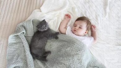 Bebês e Animais