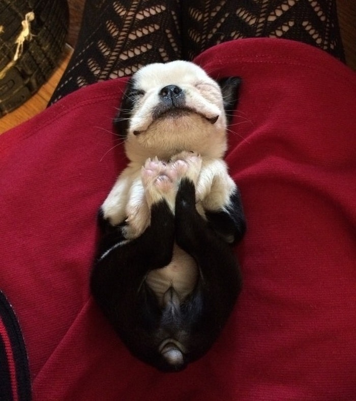 14 animais que dormem tão profundamente que gostaríamos de nos unir a eles 6