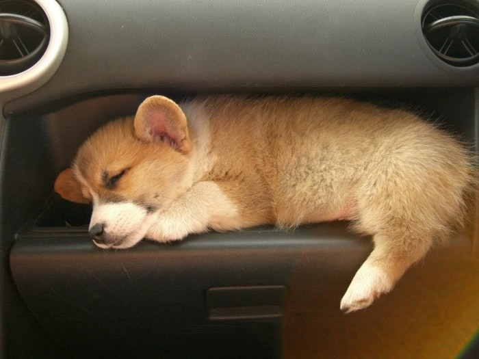 14 animais que dormem tão profundamente que gostaríamos de nos unir a eles 9