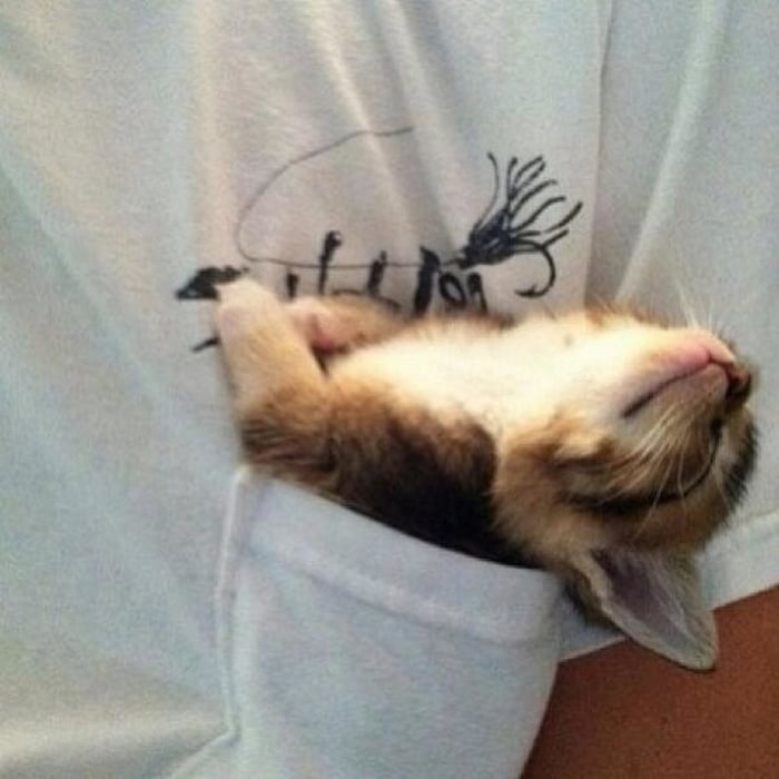 14 animais que dormem tão profundamente que gostaríamos de nos unir a eles 11