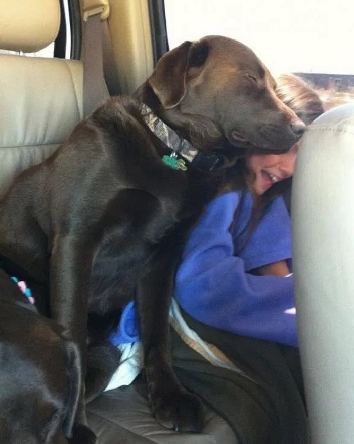 14 animais que dormem tão profundamente que gostaríamos de nos unir a eles 12