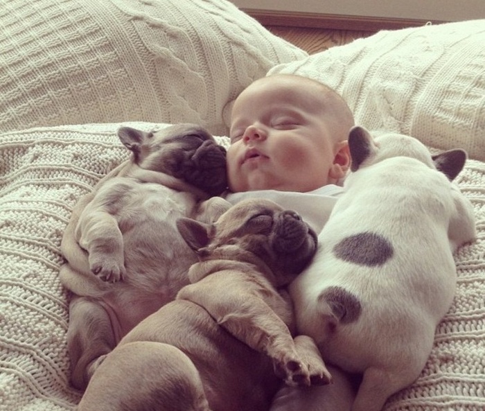 14 animais que dormem tão profundamente que gostaríamos de nos unir a eles 13