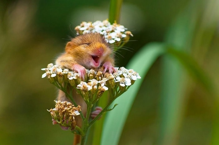 21 animais que simplesmente não conseguem esconder suas emoções 15