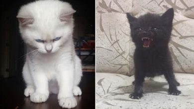 21 animais que simplesmente não conseguem esconder suas emoções 39