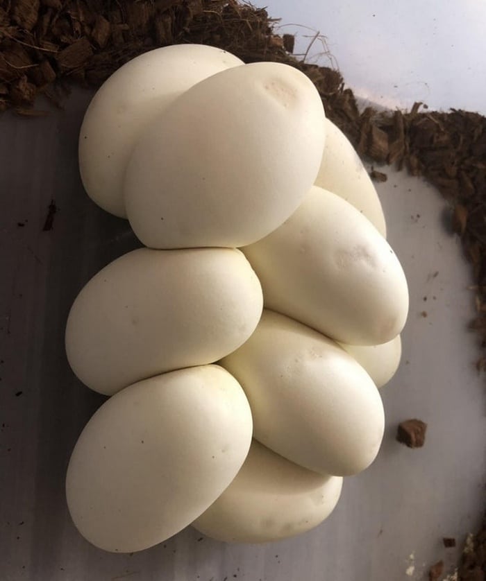 24 coisas que parecem muito com alimentos que podem fazer você se sentir com fome 20