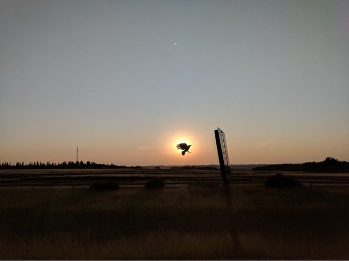 Tentei tirar uma foto do pôr do sol enquanto dirigia e um pássaro arruinou totalmente minha foto