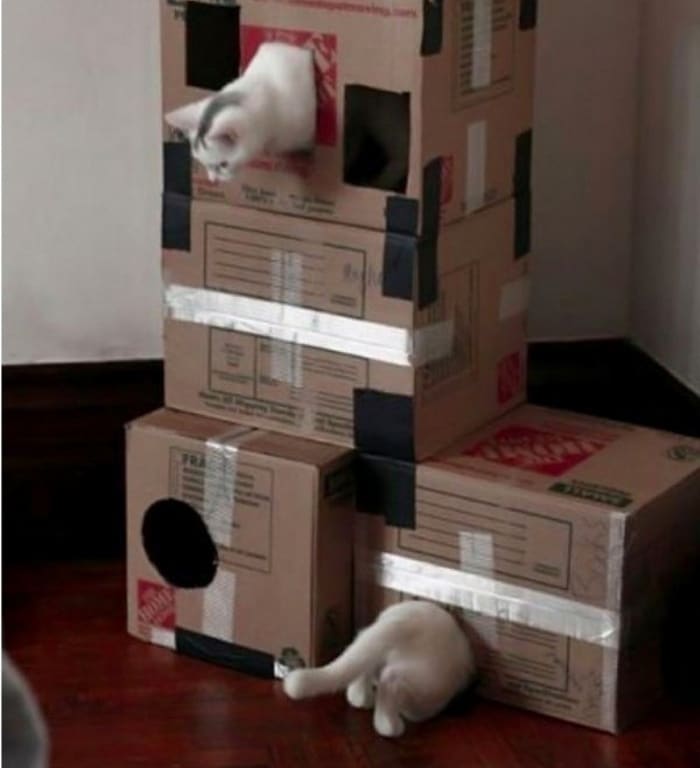 O gato mais comprido do mundo