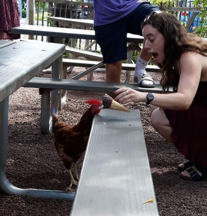 O momento exato em que o frango roubou seu sorvete