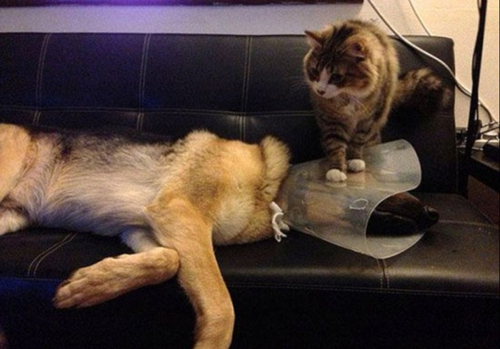 22 fotos provando que os gatos são os verdadeiros donos da casa 1