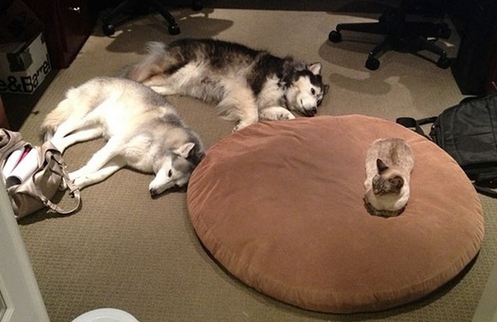 22 fotos provando que os gatos são os verdadeiros donos da casa 6