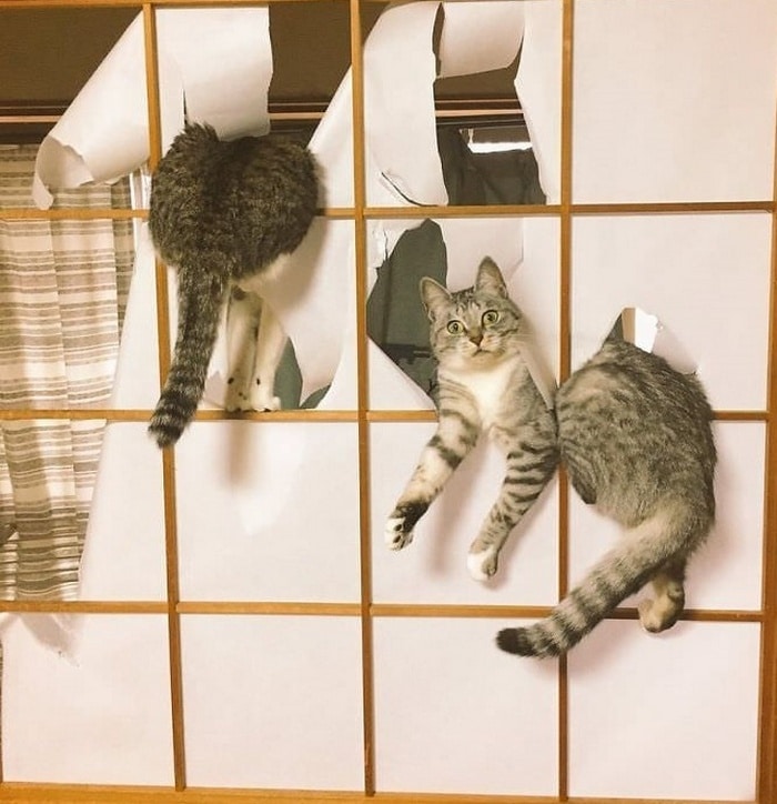 22 fotos provando que os gatos são os verdadeiros donos da casa 11