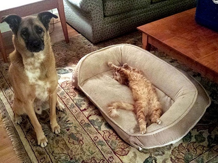 22 fotos provando que os gatos são os verdadeiros donos da casa 12