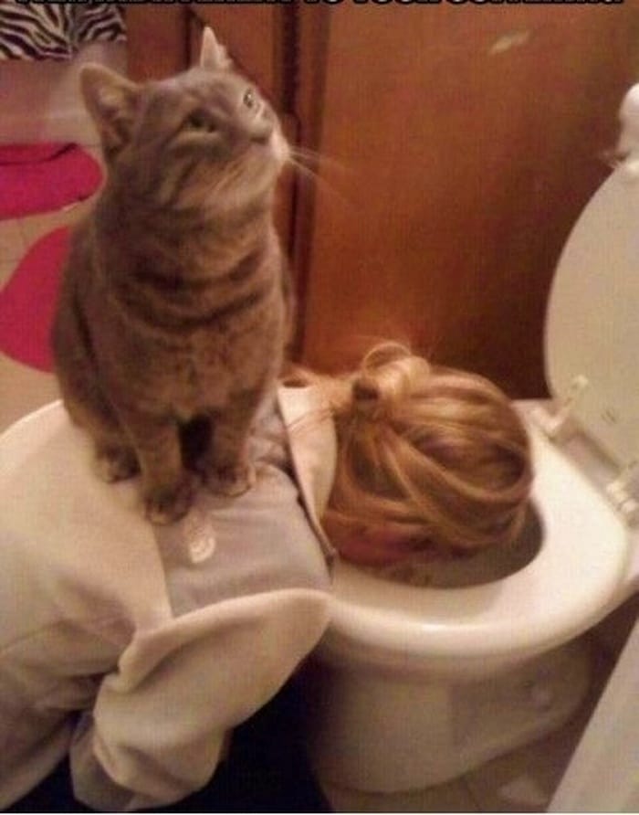 22 fotos provando que os gatos são os verdadeiros donos da casa 13