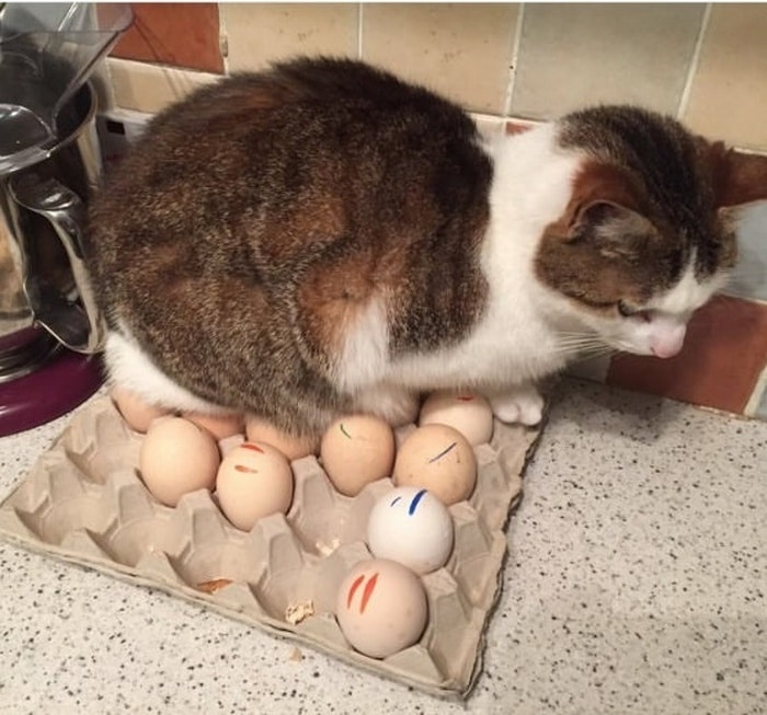 22 fotos provando que os gatos são os verdadeiros donos da casa 14