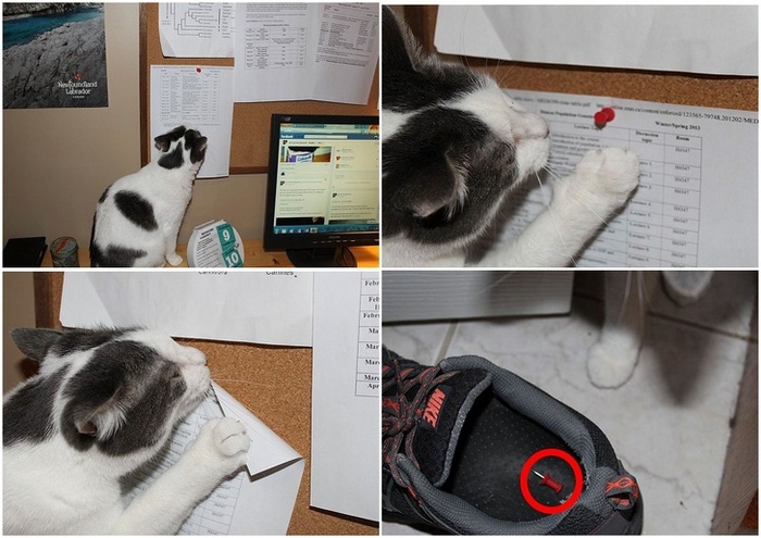 22 fotos provando que os gatos são os verdadeiros donos da casa 15