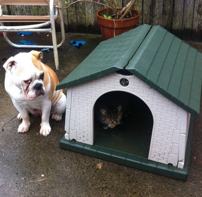 22 fotos provando que os gatos são os verdadeiros donos da casa 19