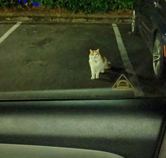 22 fotos provando que os gatos são os verdadeiros donos da casa 21