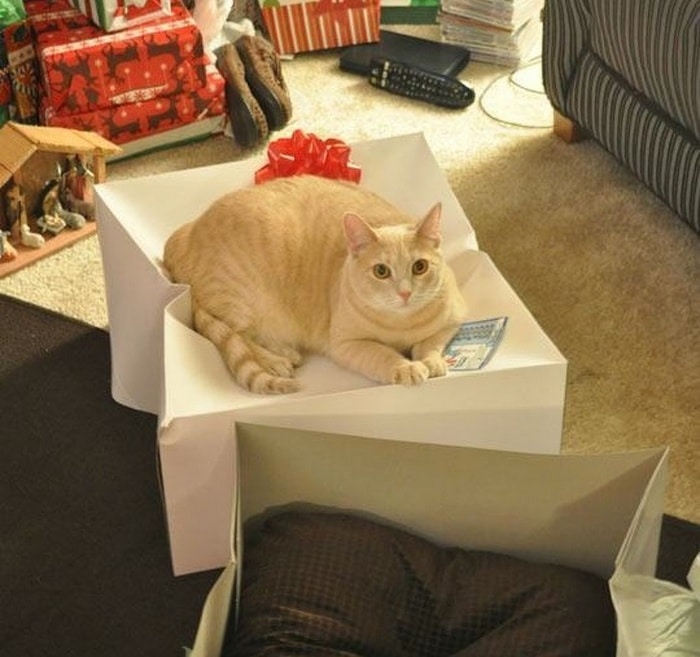 22 fotos provando que os gatos são os verdadeiros donos da casa 22