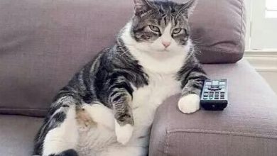 22 fotos provando que os gatos são os verdadeiros donos da casa 20