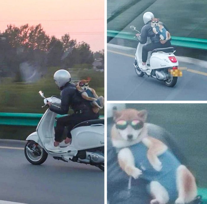 Esse cachorro é tão legal que ele tem um motorista pessoal