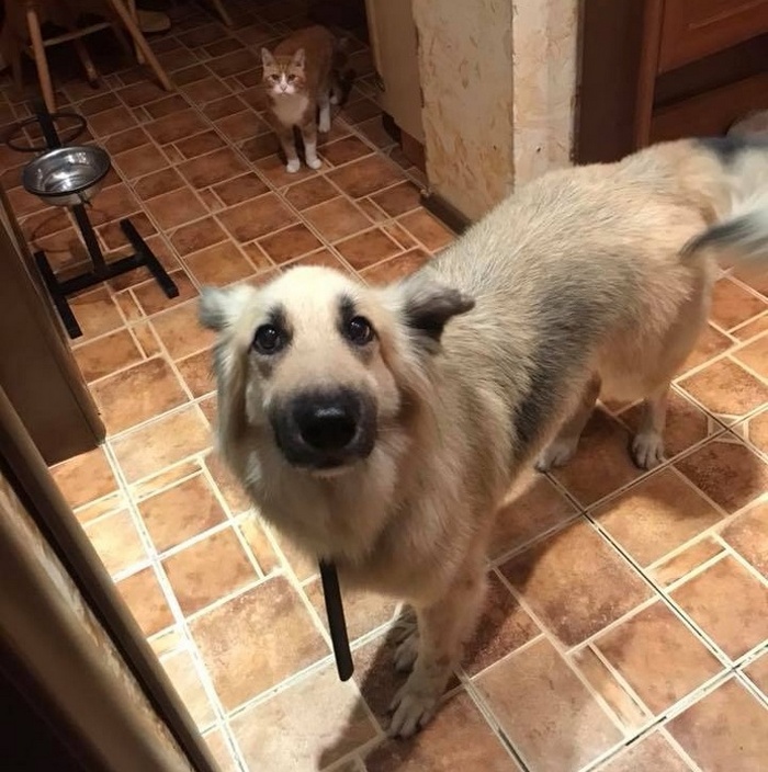 17 histórias emocionantes sobre animais cheias de amor e amizade 1