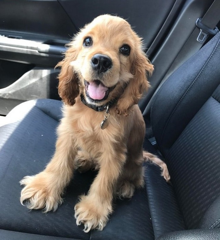 17 histórias emocionantes sobre animais cheias de amor e amizade 2