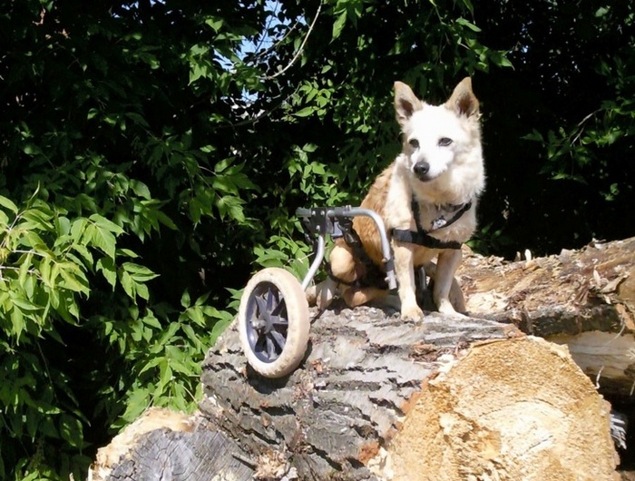 17 histórias emocionantes sobre animais cheias de amor e amizade 4